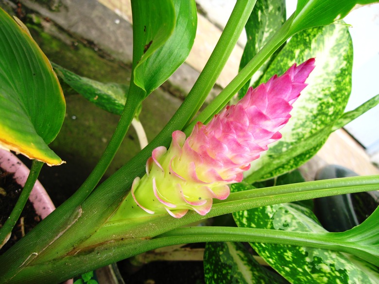 A close-up of a queen lily (Curcuma petiolata) ginger plant with pink and white flowers.