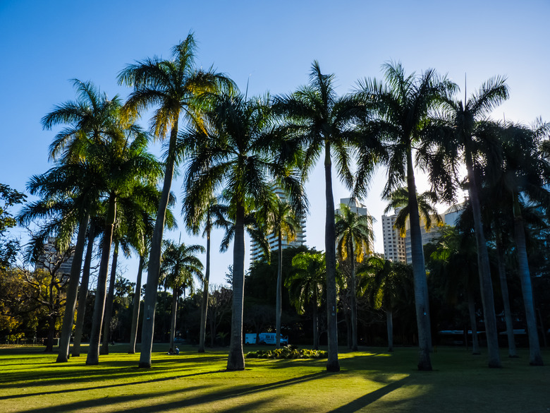 A group of royal palms (Roystonea regia) casting long shadows along the grass.