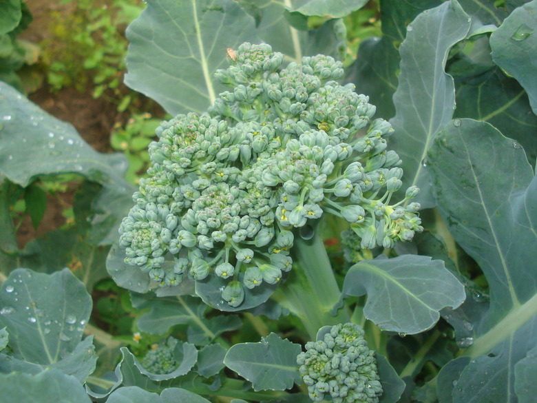 A close-up of a broccoli (Brassica oleracea (Italica Group)) plant.