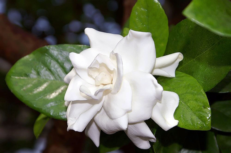 A close-up of a dwarf gardenia (Gardenia jasminoides) flower with lovely white petals.