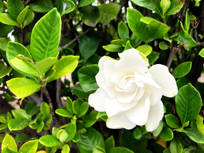 A close-up of a white gardenia flower.