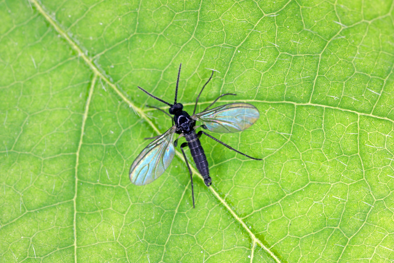 A dark-winged fungus gnat on a green leaf.