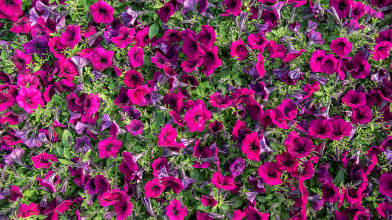 Shock Wave Deep Purple petunias (Petunia x hybrida 'PAS933531') growing in abundance along a wall.