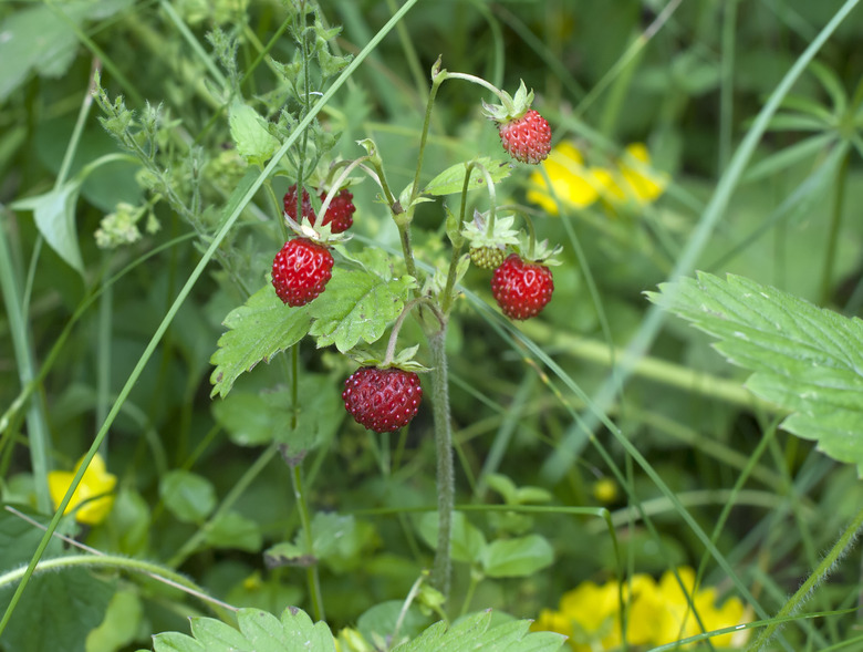 Wild strawberries just ripe for the picking.