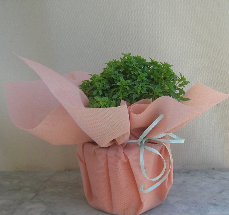 A potted plant gift wrapped with some salmon-colored fabric and tied with some string.