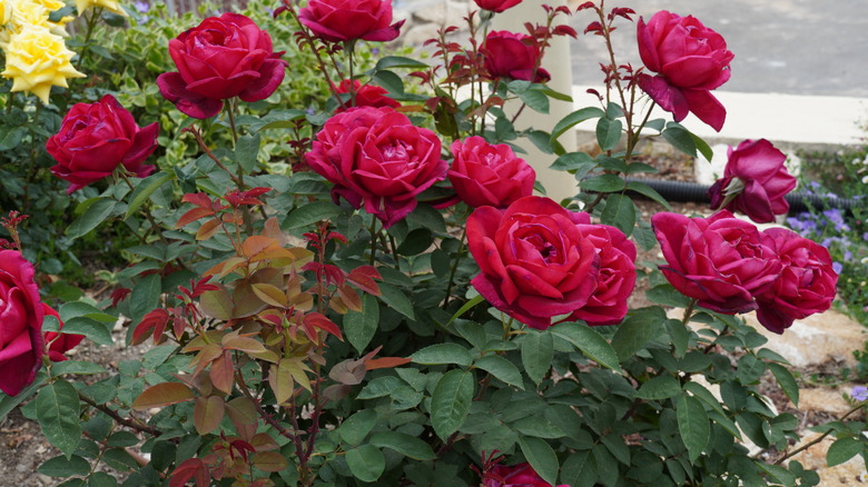 Red hybrid tea red roses blossom in a garden.