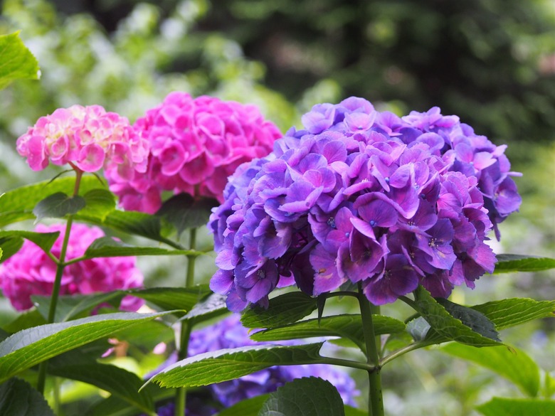 Purple, pink and white flowers of a Masia bigleaf hydrangea (Hydrangea macrophylla 'Masja').