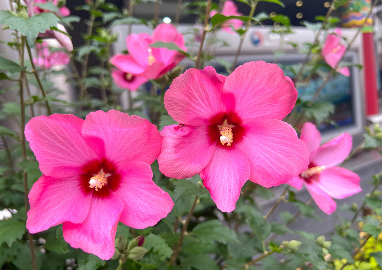 A close-up of the bold pink flowers from a rose of Sharon (Hibiscus syriacus).