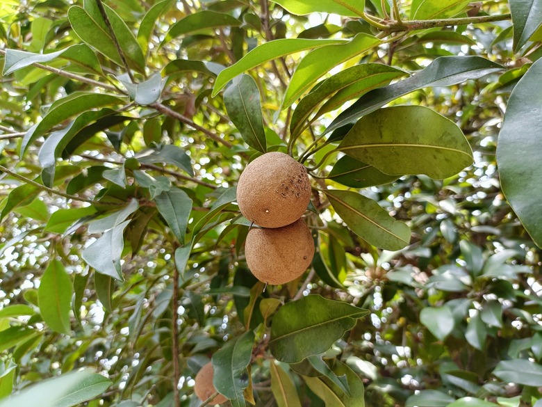 Sapote fruit on a mamey tree (Pouteria sapota).