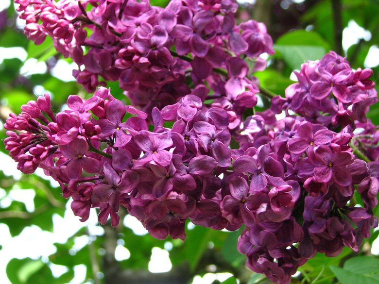 A close-up of some radiantly magenta Krasnaya Moskva common lilac (Syringa vulgaris 'Krasnaya Moskva') flowers.