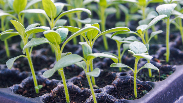 Sunflower sprout