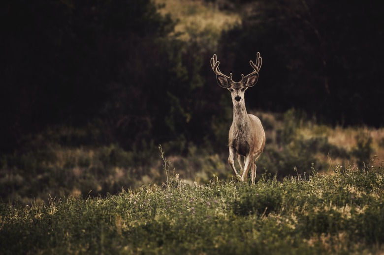 A deer off in the distance looking at the camera.