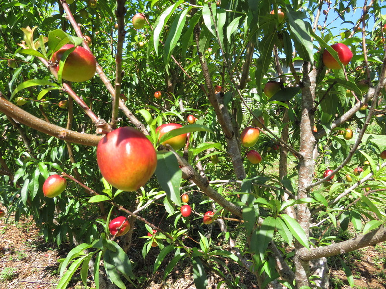 A nectarine tree (Prunus persica var. nucipersica) full of some ripe fruits.