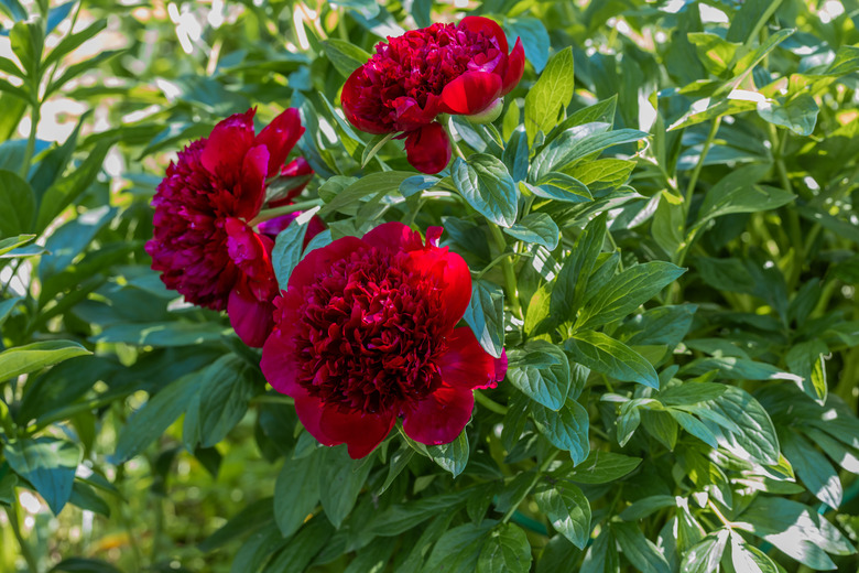 Deeply red peonies chilling in the shade.