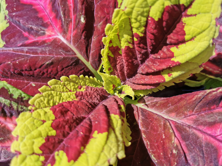 A close-up of a red and yellow Kong™ Rose coleus (Coleus scutellarioides Kong™ Rose).