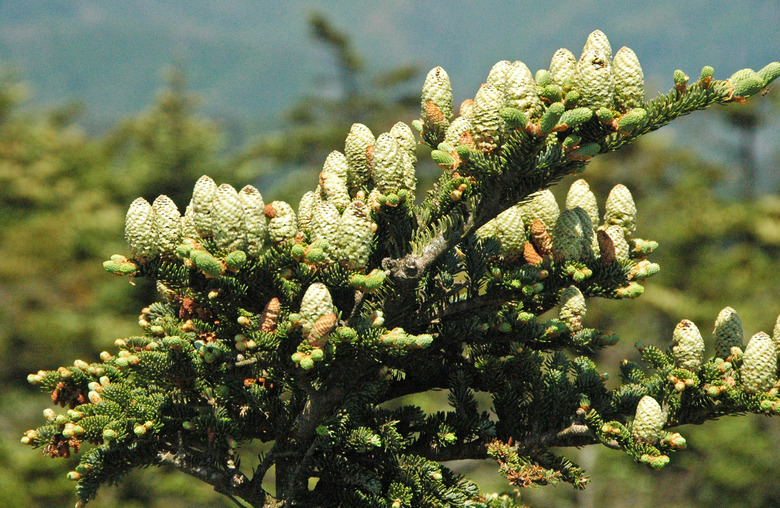 A close-up of a branch of a Fraser fir (Abies fraseri) pointing up to the sun.