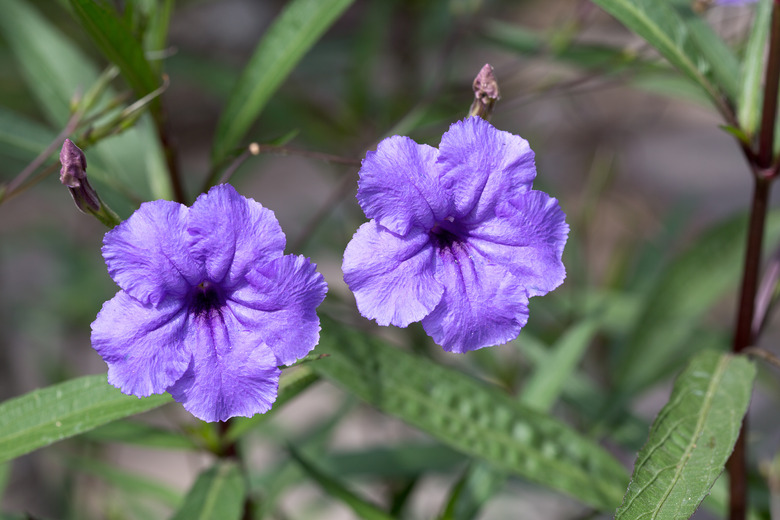 Two purple flowers of a Mexican petunia (Ruella simplex) plant front and center.