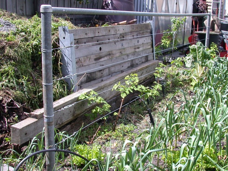 A trellis set up for raspberry plants in a garden.