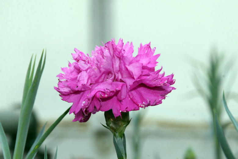 A sole Lavender Lace carnation (Dianthus caryophyllus 'Lavender Lace') flower popping up toward the sky.