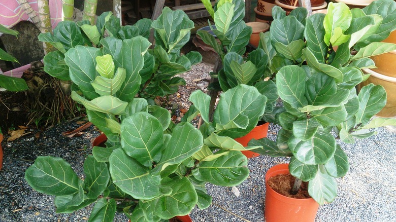 A handful of fiddle-leaf figs (Ficus lyrata) growing outdoors in pots.