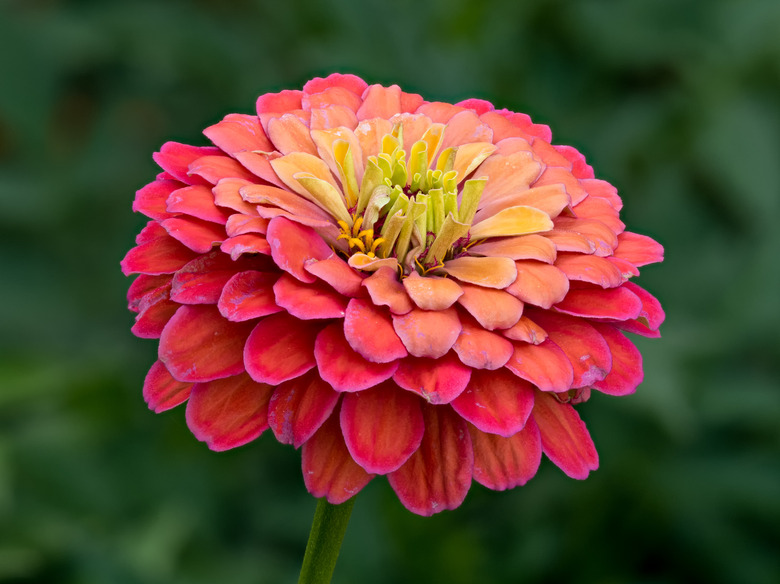 An elegant zinnia (Zinnia elegans) flower with a burst of orange, yellow, red and magenta colors.