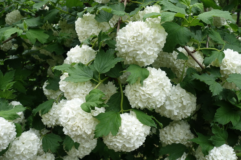 Hundreds of white flowers of a European snowball bush (Viburnum opulus 'Roseum') in mid-May.