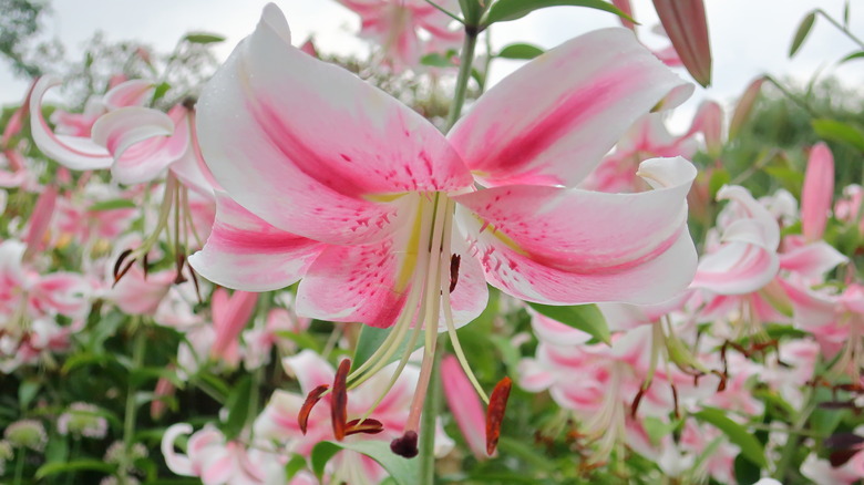 A radiantly pink and white Anastasia tree lily (Lilium 'Anastasia') at the Chicago Botanic Garden.