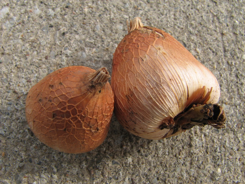 Two Abyssinian gladiolus (Gladiolus murielae) corms, or bulbs, lying on the ground.