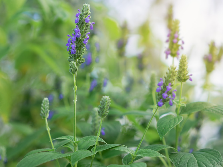 Chia flowers growing in a garden.