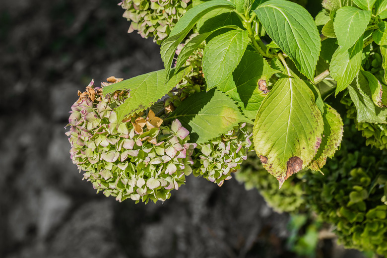 A burst of multi-colored flowers of a panicle hydrangea (Hydrangea paniculata) showing its beauty.