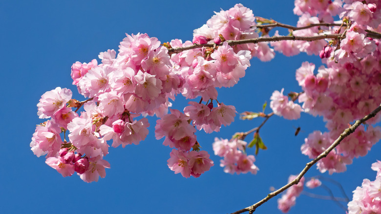 Pink blossoms of a cherry tree (Prunus subhirtella) against a blue sky backdrop.