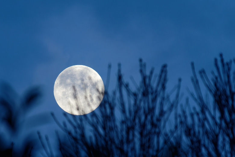 A full moon rising at night behind silhouettes of tree branches.