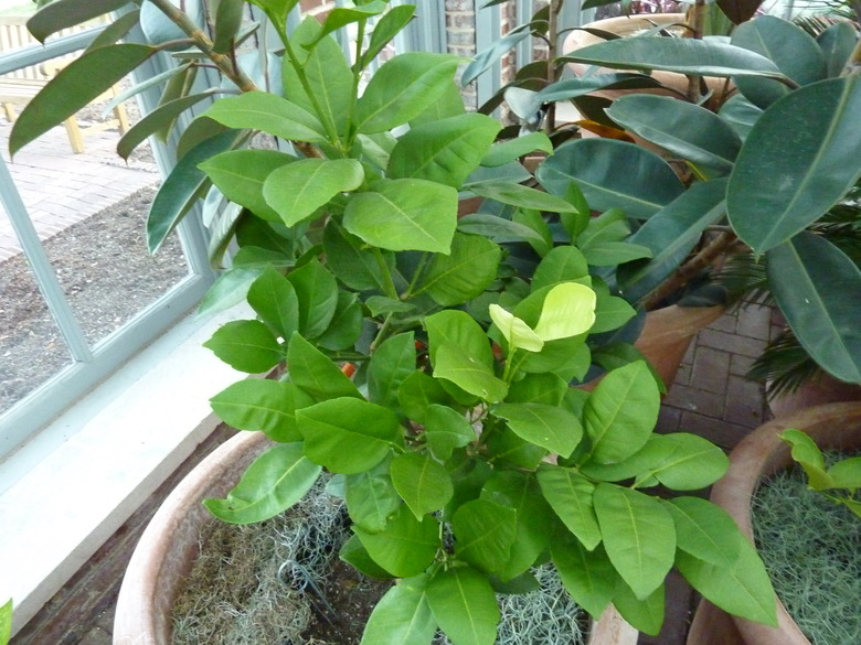 An oroblanco grapefruit plant (Citrus grandis Osbeck x C. Paradisi Macf.) growing in the Linnean House of the Missouri Botanical Garden.