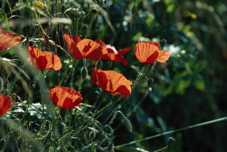 Poppy flowers, close-up