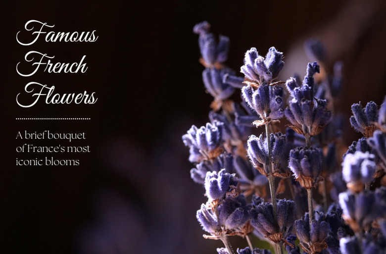 Dried lavender flowers streaked by sunlight.