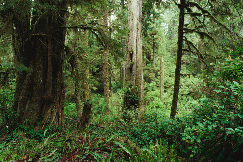 Old growth temperate rainforest habitat