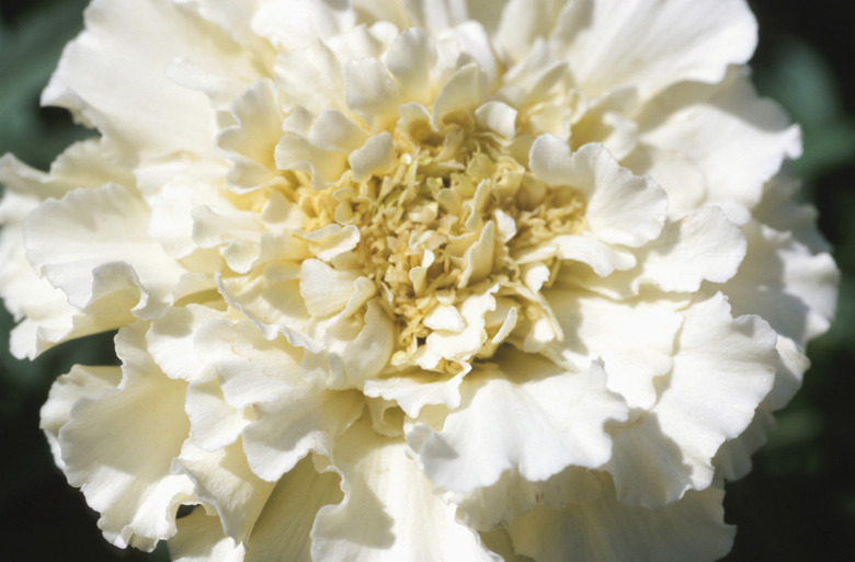 Close up of a white carnation