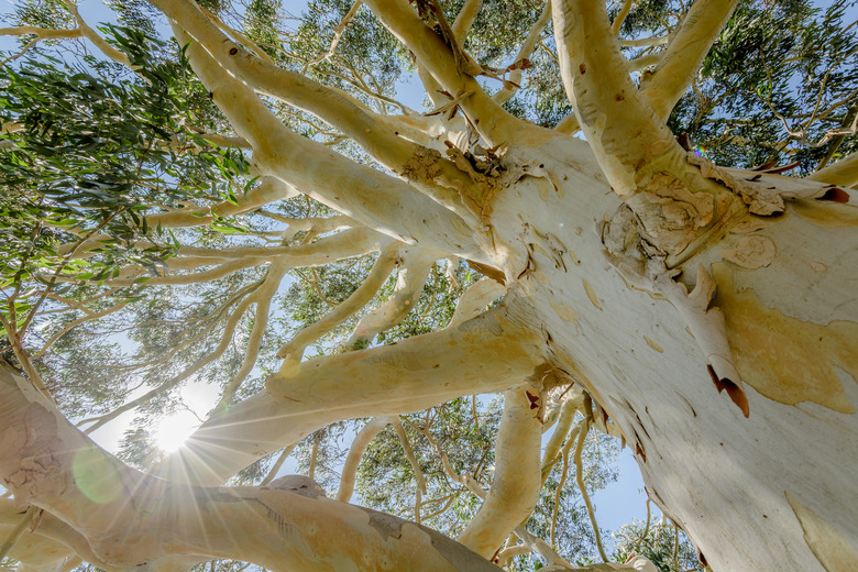 An upshot of a mountain gum (Eucalyptus dalrympleana), with the sun poking through the leaves.