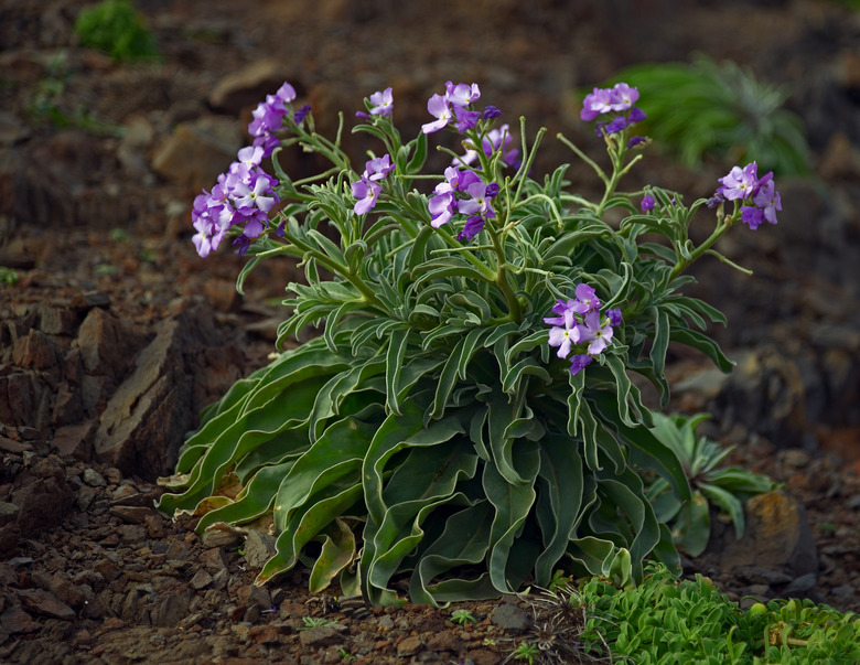 Some delightful stocks (Matthiola incana) with light purple flowers.