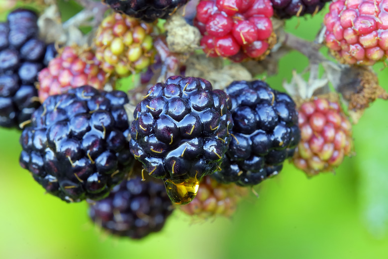 A close-up of blackberries growing on a tree in Verona, Italy.