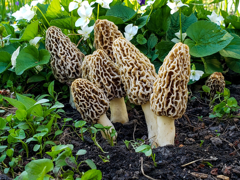 A handful of morel mushrooms (Morchella esculenta) growing in Knox County, Illinois.