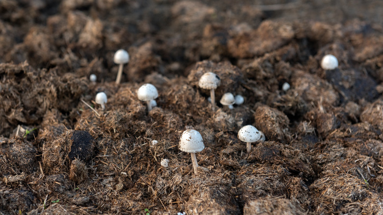 Champignons grown on soil