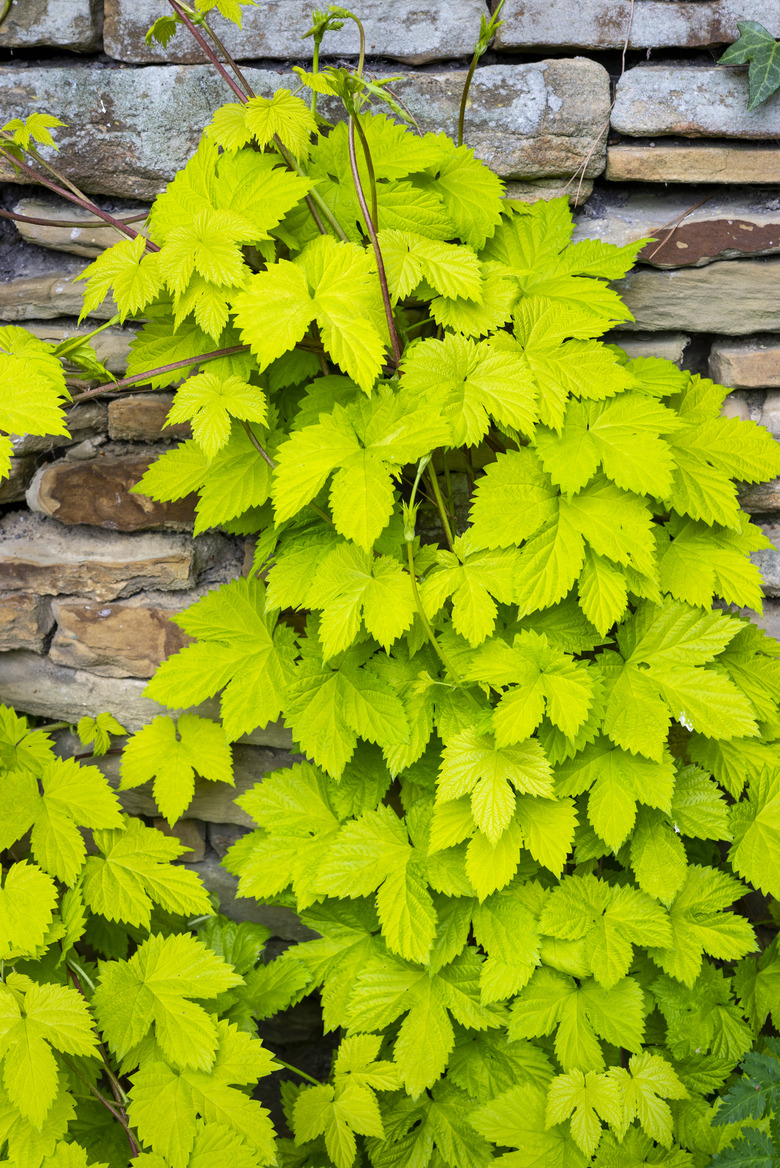 A golden hops (Humulus lupulus ‘Aureus’) plant growing up a wall in spring.