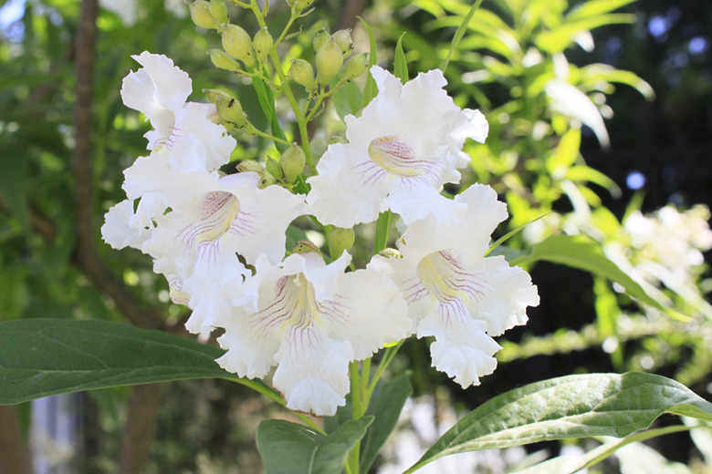 A handful of lovely white flowers blooming on a chitalpa tree (x Chitalpa tashkentensis).