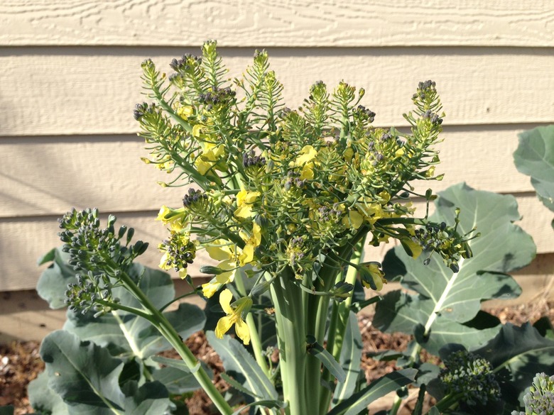 A broccoli plant flowering along the side of a home.