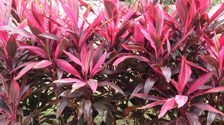 A close-up of a row of Firebrand Ti plants (Cordyline fruticosa 'Firebrand').