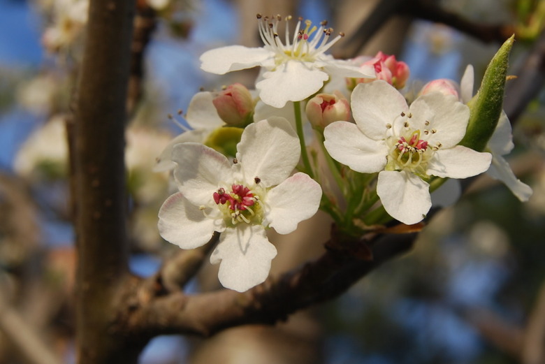 A close-up of some lovely white flowers from a Cleveland Select pear tree (Pyrus calleryana 'Chanticleer').