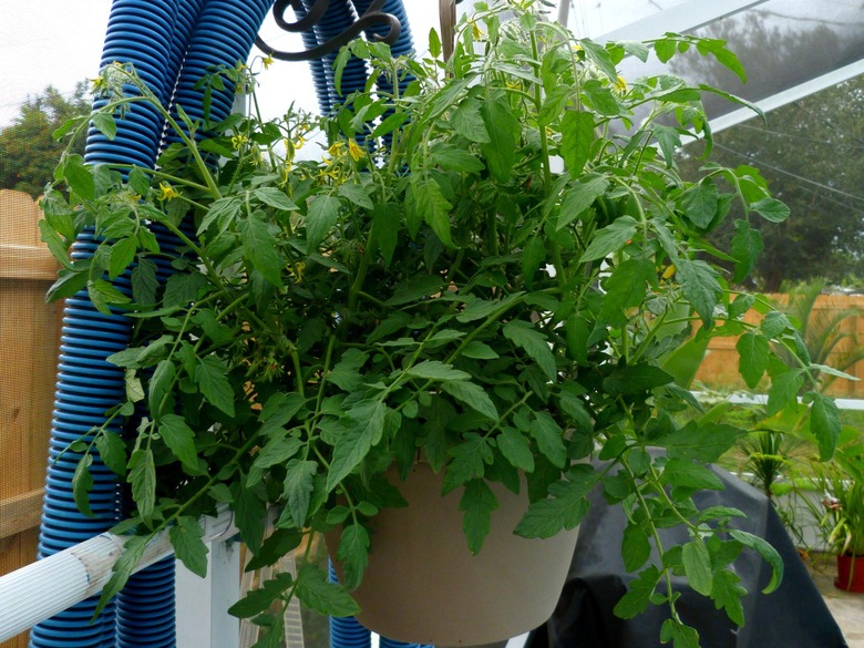 A hanging basket of Tumbling Tom tomatoes (Solanum lycopersicum 'Tumbling Tom').