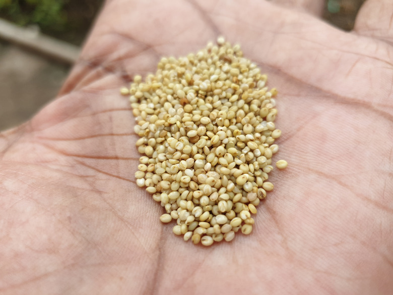 A hand holding out browntop millet (Urochloa ramosa) seeds.