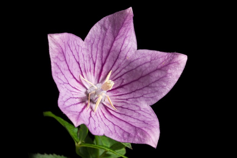 A lovely purple and white  balloon flower (Platycodon grandiflorus) set against a black background.